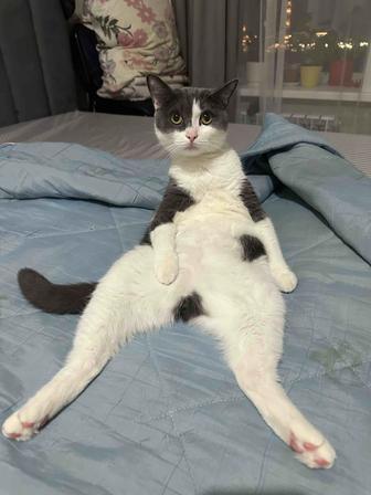 Отдам кота