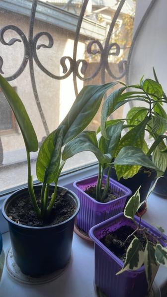 Комнатные цветы