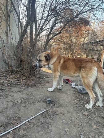 Отдам московскую сторожевую