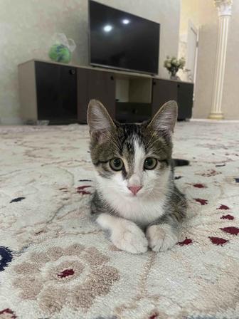 Отдам бесплатно котенка