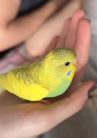 Волнистые попугаи