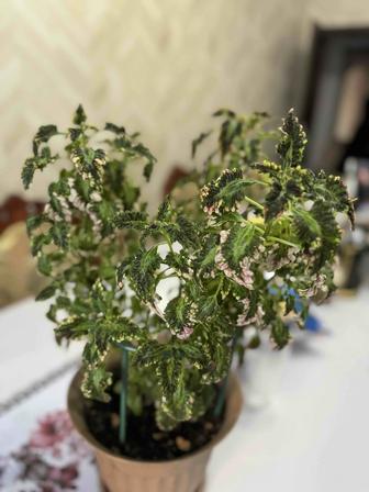 Колеус большой красивый