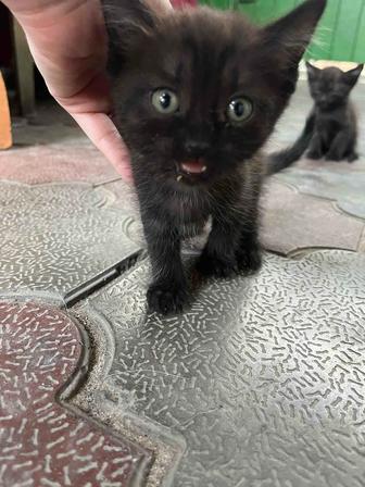 Отдам котят в добрые руки