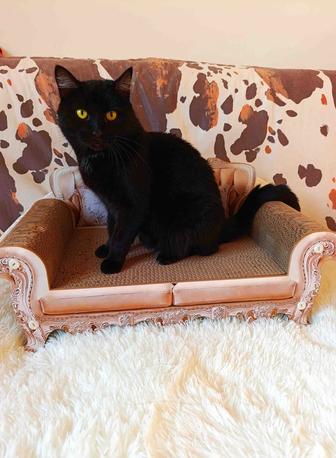 Отдам кошку