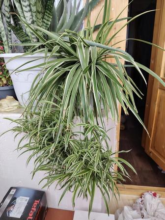 Комнатные растения