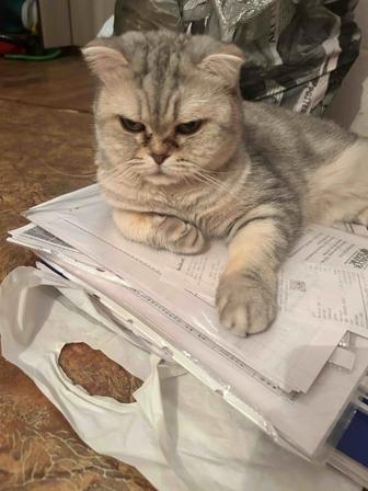 Отдам кошку в добрые руки