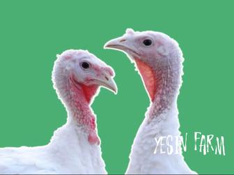 Белый широкогрудый инкубационные яйца индюков высокий результат