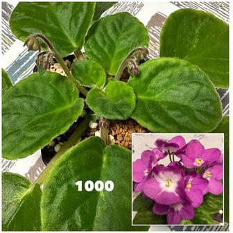 Фиалка VALESKA