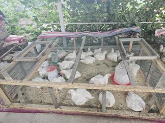 Продажа бролеров