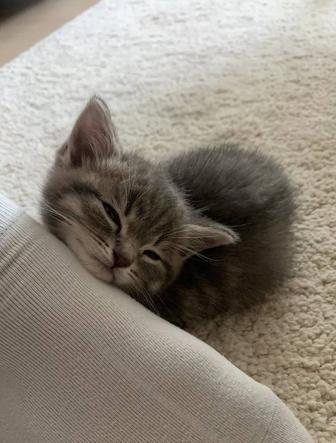 возьму котенка