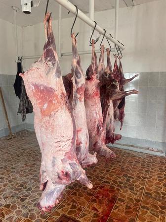 Мясо сайги (сайгака) продам тушки