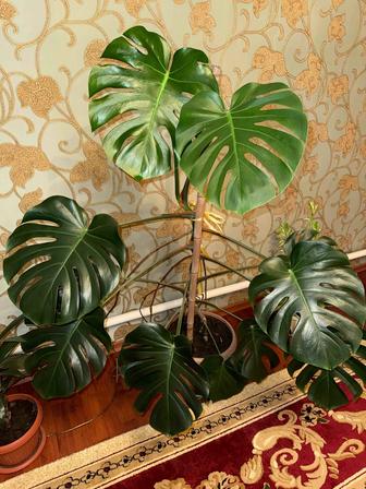 Продам комнатные растения