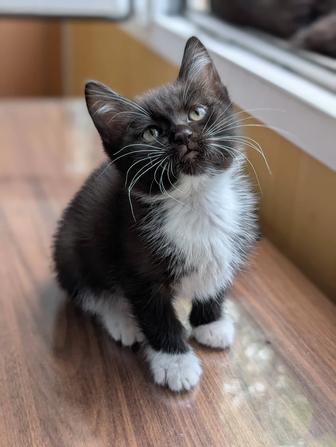 Котенок в заботливые руки