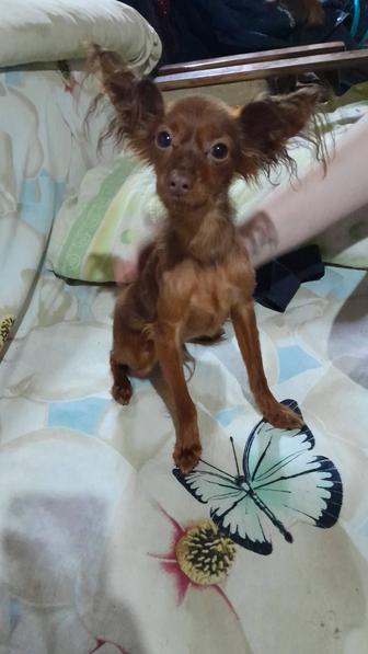 Продам щенка русского той терьера