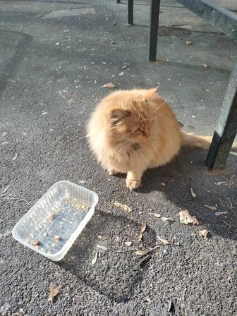 Срочно котейка в добрые руки