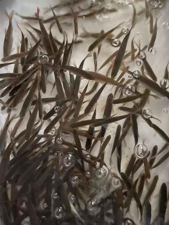 Живец для рыбалки