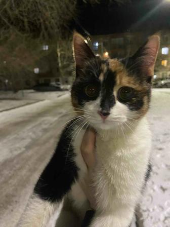 Кошечка ищет семью