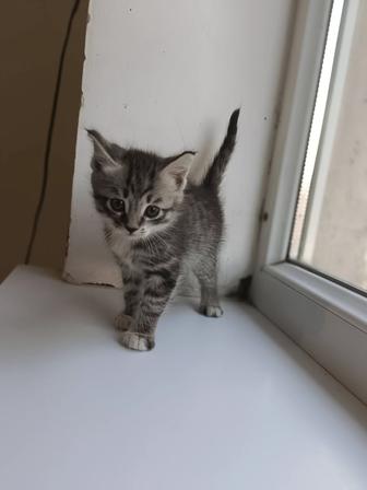 Котенок