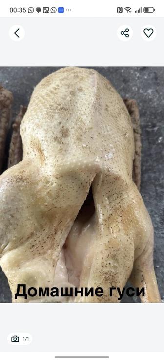 Продам тушки гусей