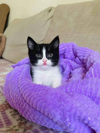 Котенок ищет любящую, ответственную семью, где он станет настоящим другом
