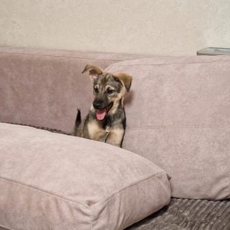 Щенок из приюта Хвостатый Рай