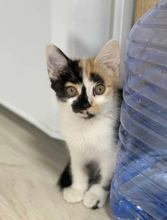 Котенок девочка