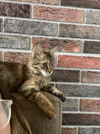 Котёнок в хорошие руки