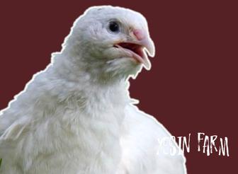 Техас инкубационные яйца перепелов, проверенное качество