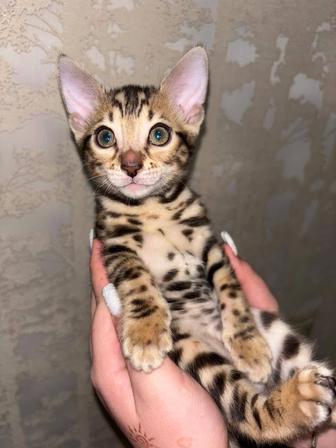Бенгальские чистокровные котята