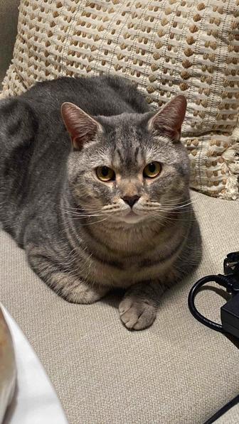 Кот в хорошие руки, 2 года, короткошерстный британец