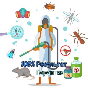 Дезинфекция дезинфекция