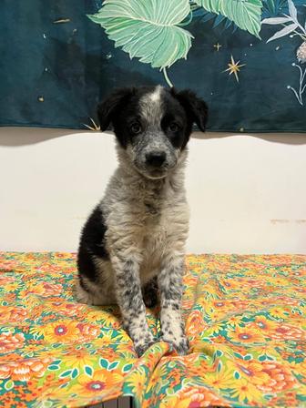 Очаровательный щеночек (девочка), 3 мес, ищет доброго Хозяина