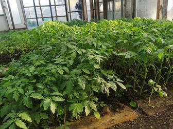 Продам рассаду помидор, перцев и баклажан