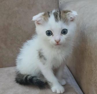 Породистый шотландский вислоухий котенок