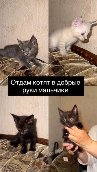 Отдам котят в добрые руки