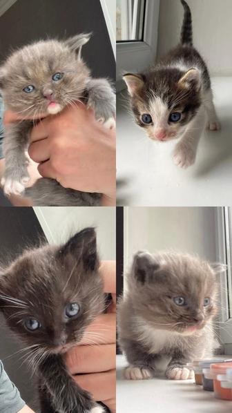 Отдам котят в добрые руки