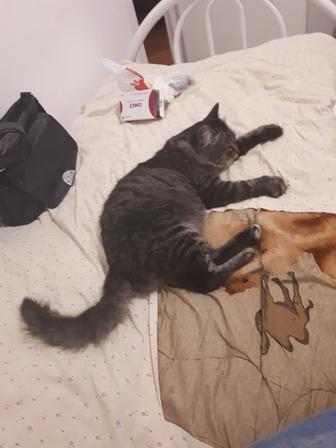 Кто потерял молодого кота
