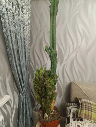 Цветы комнатные