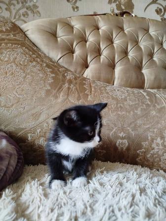 Отдам котят