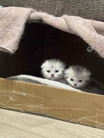 Шотландские вислоухие котята