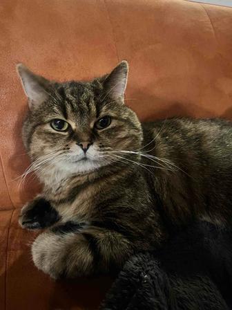 Отдам кота бесплатно