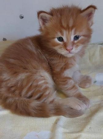 Элитные Котята Мейн-кун из питомника