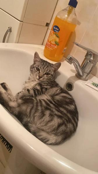 Отдам котенка в добрые руки