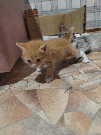 Котенок даром!