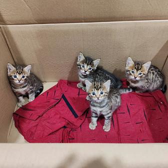 Продам котят бенгальской породы