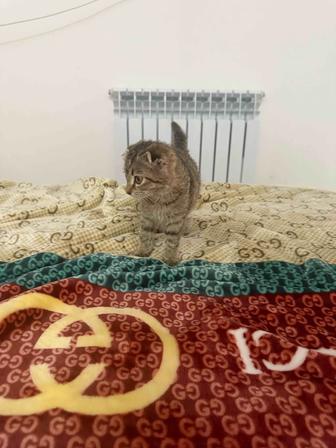 Отдам котенка в хорошие руки