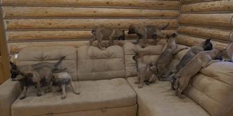 Щенки овчарки рабочие