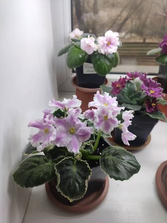 Фиалки сортовые