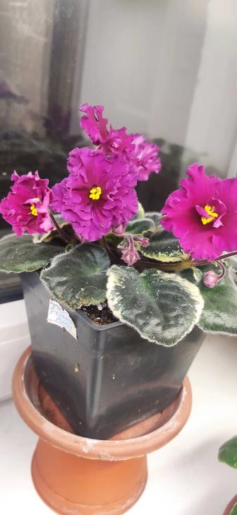 Фиалки сортовые