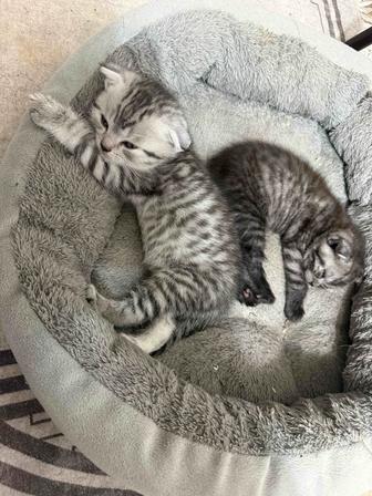 Домашнее животное